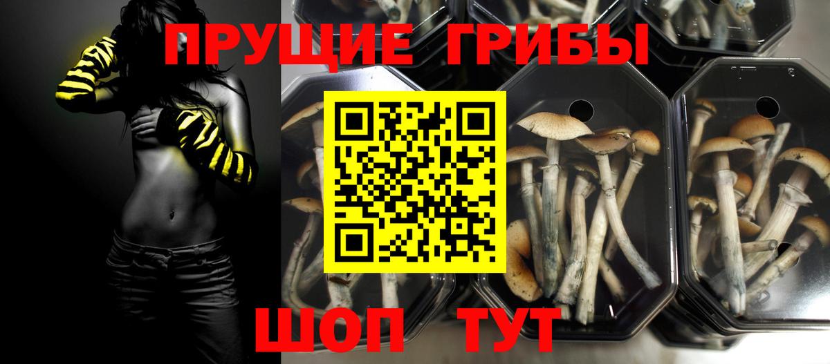 Горно-Алтайск  Псилоцибиновые грибы MAGIC MUSHROOMS  Вход с VPN 